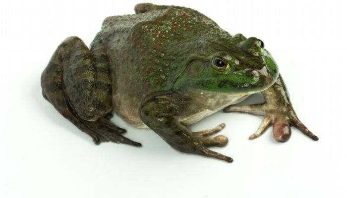 吃牛蛙有什么坏处 吃牛蛙的坏处有哪些