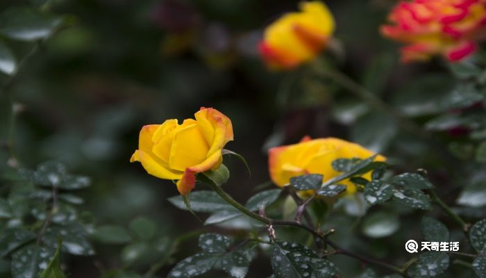 加拿大一枝黄花到底是什么 加拿大一枝黄花简介