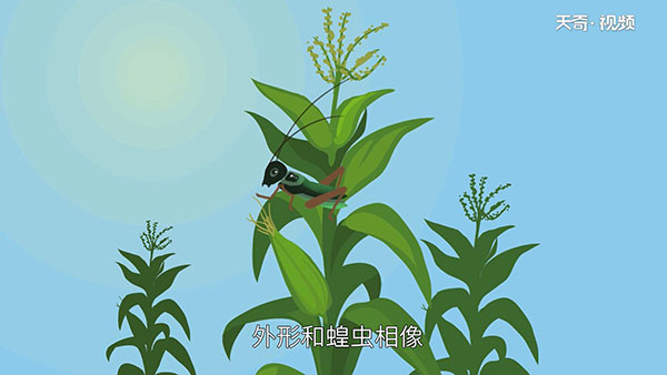 蝈蝈吃什么 蝈蝈以什么为食