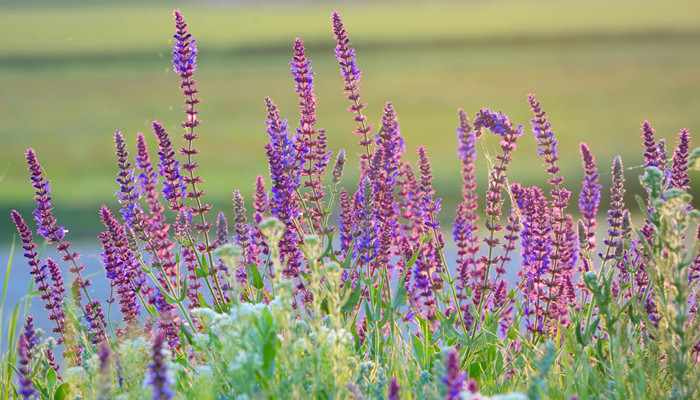 为什么高原上的花多紫色 开在青藏高原上的花大多是什么颜色的 