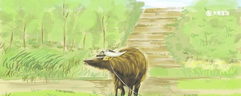 今年是什么年 今年是什么生肖年