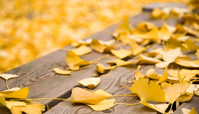 广西银杏之乡在哪里 银杏之乡是哪个地方 广西银杏之乡在哪里 银杏之乡是哪个地方