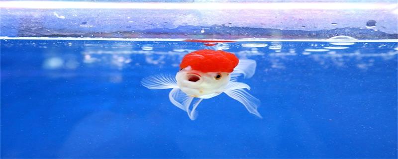 小金鱼怎么养 小金鱼如何养