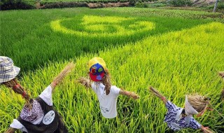 旱稻施肥的正确方法 旱稻施肥的正确方法是
