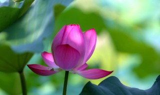 荷花的瓶养方法（荷花怎么瓶养）