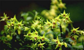 石斛哪个季节吃最好（石斛哪个季节吃最好养生）