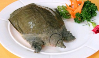 鳖怎么吃（大田鳖怎么吃）