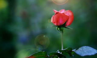 花怎么吃 海参花怎么吃