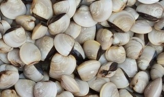 白螺要怎么样煮好吃一点（白螺怎么煮好吃又简单）