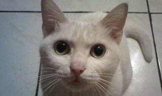 梦见猫是什么预兆（梦见猫是什么预兆周公解梦梦见猫交配）