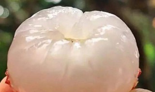 泡荔枝酒要怎么泡（泡荔枝酒要怎么泡才好喝）