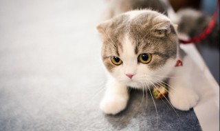 为什么养猫就没有蟑螂 养猫会没有蟑螂吗