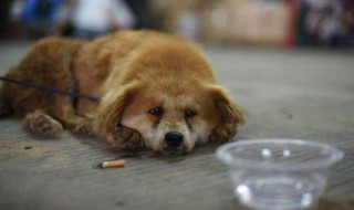 看见的流浪狗应该怎么做（看见的流浪狗应该怎么做作业）