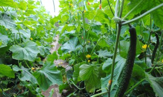秋黄瓜种植时间和方法 秋冬茬黄瓜种植时间