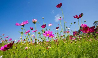 格桑花唯美花语 格桑花图片花语含义