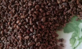 女贞子的食用方法 女贞子的食用方法与用量