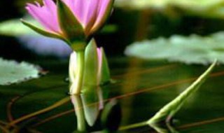 莲子怎么种（莲子怎么种才能发芽）