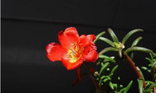 电影那一朵小红花剧情 电影那一朵小红花剧情简介