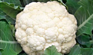 秋天吃什么菜好 秋天吃什么菜好菜谱大全窍门