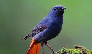 石燕鸟的养殖方法 石燕鸟能在家繁殖吗