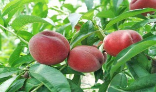 该怎么正确的洗毛桃 怎么洗毛桃洗的干净