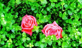 玫瑰朵数的含义 玫瑰朵数的含义大全