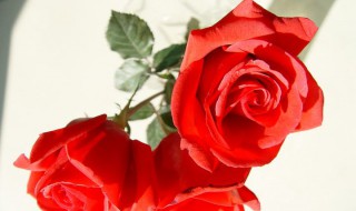 玫瑰的含义（1到99朵玫瑰的含义）
