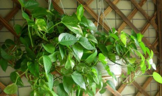 绿萝浇什么才能更旺盛（绿萝浇什么才能更旺盛一些）
