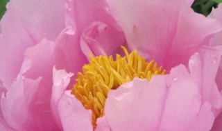 国花有哪些（国花有哪些花）