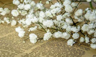 适合送女朋友满天星颜色 满天星那种颜色适合送女朋友