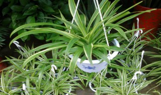 为什么吊兰对风水不好 吊兰对风水有什么作用