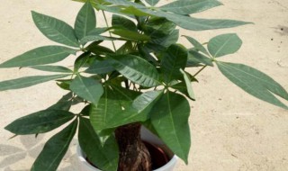 客厅适合放什么植物 客厅适合放什么植物招财