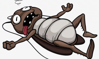 怎么消灭蟑螂（怎么消灭蟑螂最有效 洗衣粉）