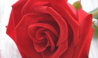 1到99朵玫瑰的含义（1到99朵玫瑰的含义10朵玖瑰是什么意思）