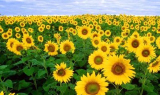 向日葵寓意 向日葵寓意一举夺魁