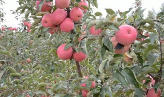 平安夜送苹果的含义（平安夜送苹果有什么含义）