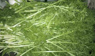 雪里红腌制方法 雪里红腌制方法大全