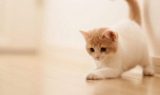 小动物怎样过冬（小动物怎样过冬ppt课件幼儿园）