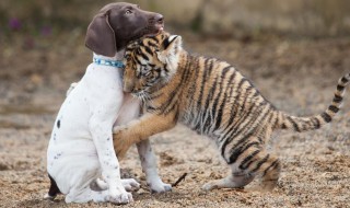 梦见老虎追我 梦见老虎追我但没咬到