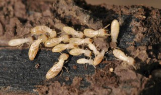 白蚁的危害 白蚁的危害有多大