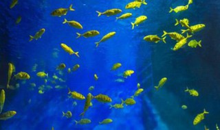 梦见很多鱼 梦见很多鱼在水里跳跃是什么意思