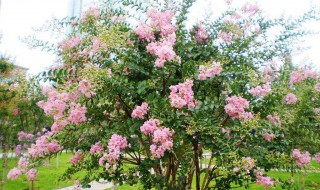 紫薇树的忌讳 紫薇树的忌讳榕树