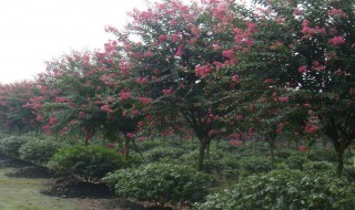 种紫薇树的风水禁忌（种紫薇树的风水禁忌有哪些）