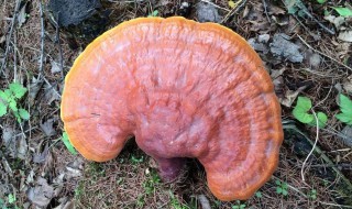 五类人不要吃灵芝