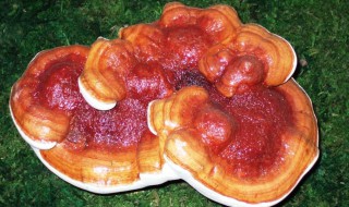 灵芝是一年生还是多年生（灵芝是一年生还是多年生植物）