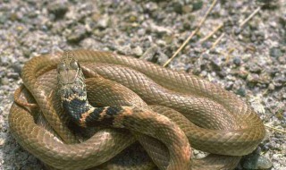 梦见蛇缠身（梦见蛇缠身男性）