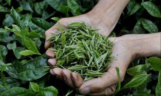 茶叶基本知识（茶叶基本知识测试试卷及答案）