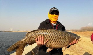 梦见抓到鱼（梦见抓到鱼是什么预兆 女性）