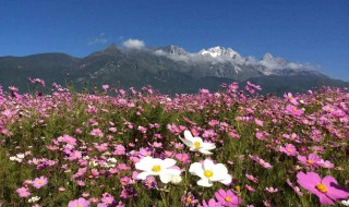 梦见格桑花啥意思 孕妇梦见格桑花预示生