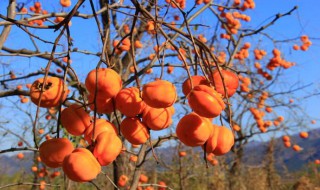 秋分养生的句子 秋分话养生